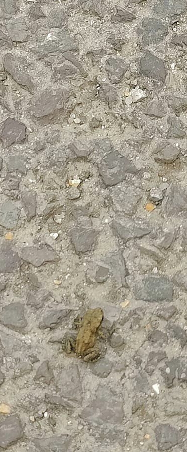 Hawley – Bramshill Scout District